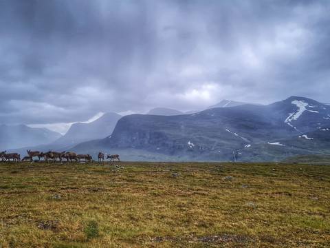 Rentiere in Sápmi