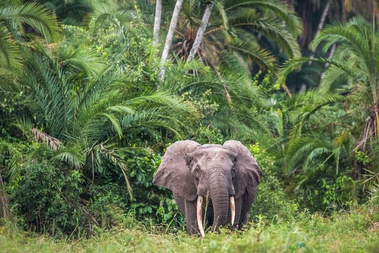 Odzala - Regenwald – Odzala - Regenwald © Scott Ramsay
