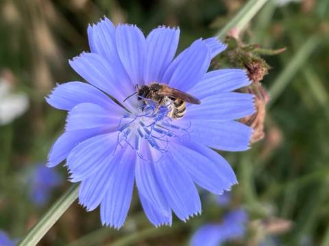 Blüte & Biene