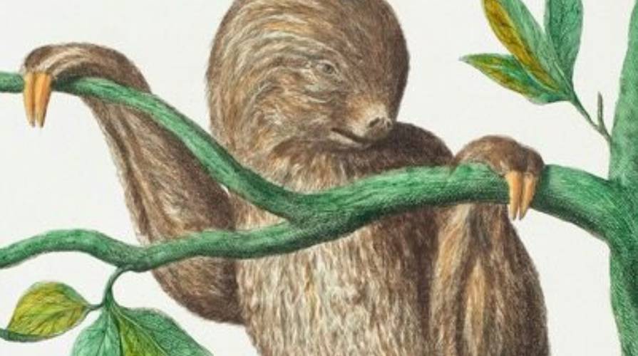 Faultier hängt an grünem Ast mit langen Krallen. Blätter in unterschiedlichen Grüntönen. Beige-braunes Fell. Kopf leicht nach rechts geneigt.