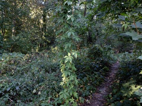 Waldpfad