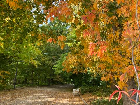 Gesund im Garten – Herbstlandschaft mit buntem Laub, leerer Holzbank rechts auf einem Weg an einem bewaldeten Park. Foto.