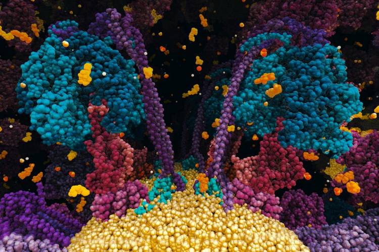 Cell structure from "Chemistry of Life" – Cell structure from "Chemistry of Life" © Norrköping Visualization Center C