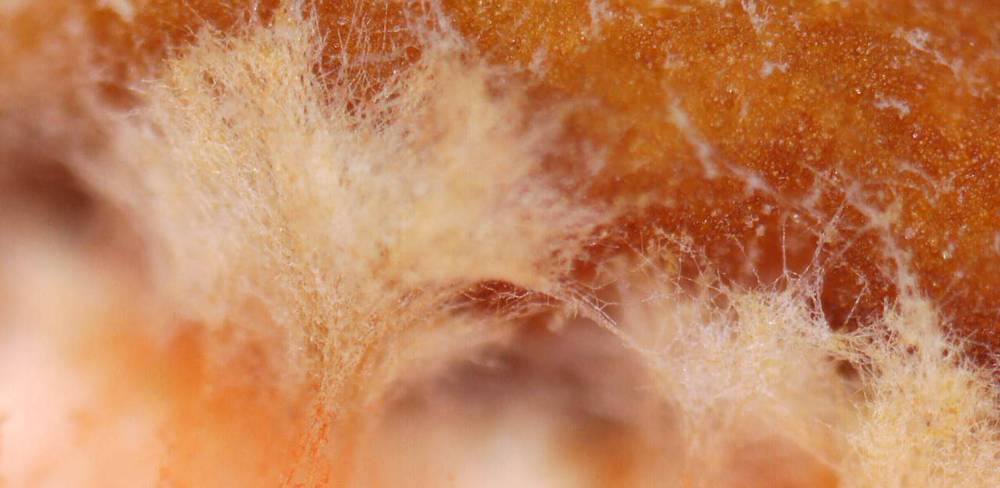 Co-Kulturversuch für Pilz-Biomaterialien mit Myzel aus Ganoderma lucidum und Pycnoporus sanguineus