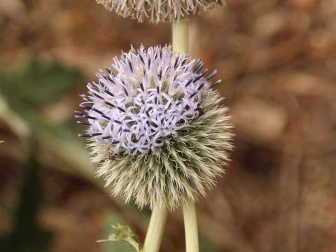 Drüsenlose Kugeldistel