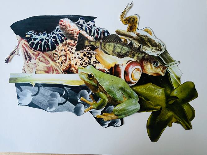 Collage aus Frosch, Schnecke, Fisch, Pflanzen- und Pilzformen auf hellem Hintergrund.