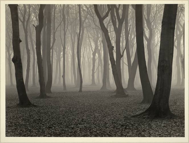 Albert Renger-Patzsch, Buchenwald im November, 1936