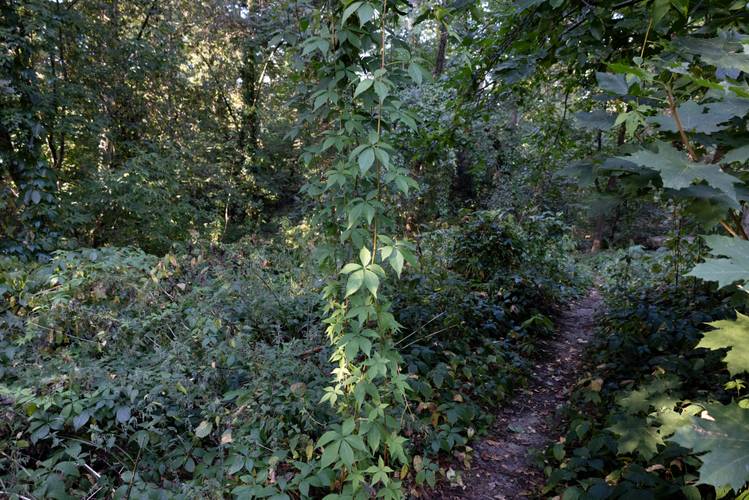 Waldpfad, Foto: Alina Schmuch
