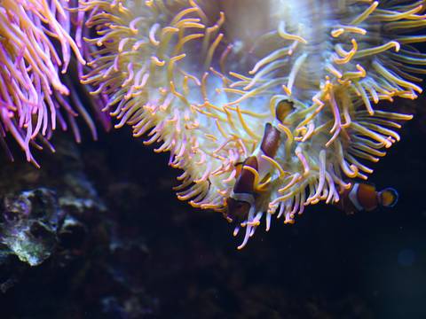 POOL – MOVEMENT ART FILM Festival Berlin – Drei Clownfische schwimmen durch orangefarbene Anemonen in einem dunklen Wasserumfeld.