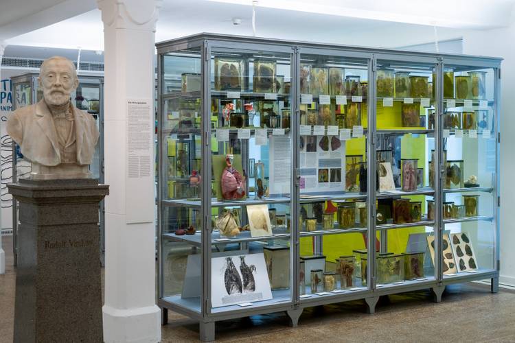 Dem Leben auf der Spur – Präparate-Sammlung