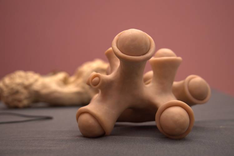 sexual creeping, institut für postevolutionäre lebensformen (Installationsansicht), Kunstmuseum Heidenheim, 2021,