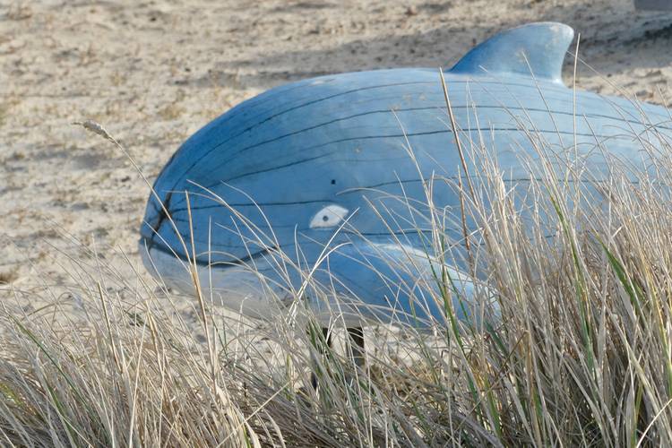 Wenn Du einen Wal sehen willst – Aufblasbarer Wal am Strand