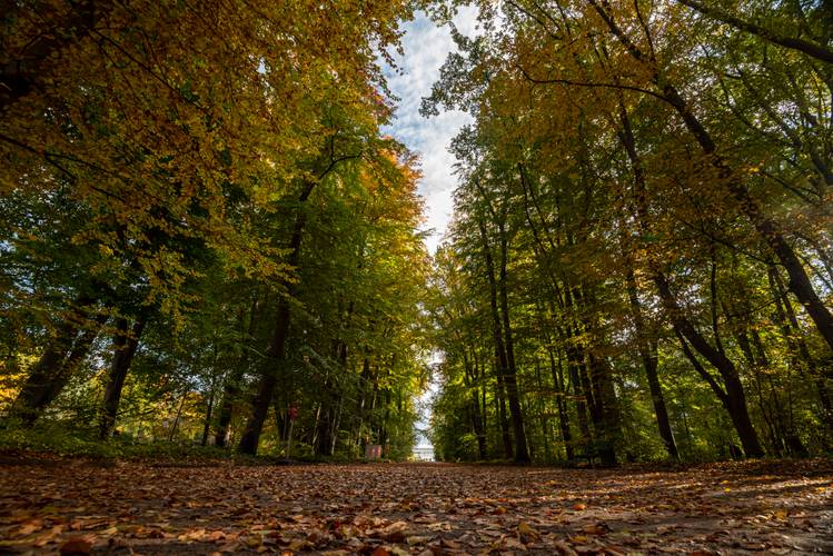 Gesund im Garten – Waldweg mit herbstlichen Bäumen, gelbes und grünes Laub. Blauer Himmel mit Wolken sichtbar, Laub bedeckt den Boden. Keine Personen erkennbar.