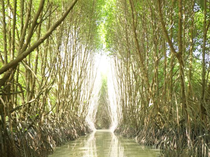 Ocean Bound 1 – Dichtes Mangrovenwald mit geraden, eng stehenden Bäumen, darunter sichtbare Wurzeln. Ein enger Wasserweg führt durch die Mitte.