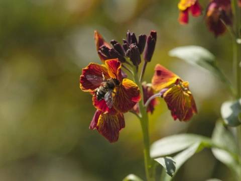 Biene auf einer Blüte – Honigbiene auf einer Blüte im Museumsdorf Düppel