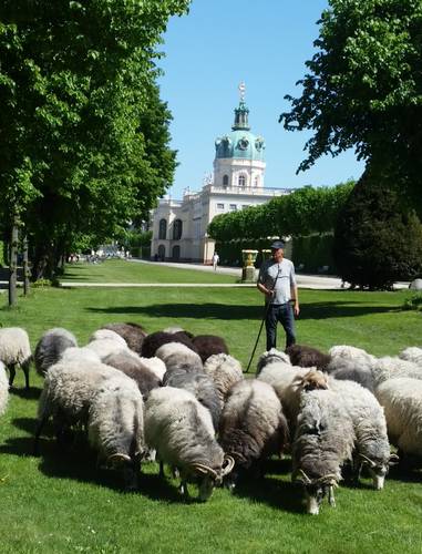 Schafe im Schlossgarten Charlottenburg – Schafe im Schlossgarten Charlottenburg