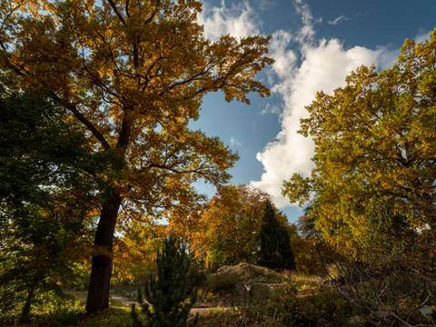 Gesund im Garten – Parklandschaft mit großen, herbstlich gefärbten Bäumen und blauem Himmel mit weißen Wolken; Sonnenlicht fällt durch das Laub.