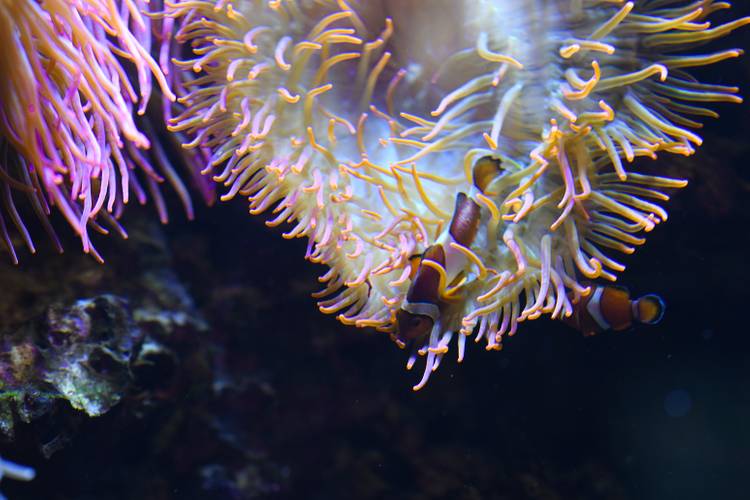 POOL – MOVEMENT ART FILM Festival Berlin – Drei Clownfische schwimmen durch orangefarbene Anemonen in einem dunklen Wasserumfeld.