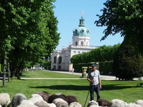Schafe im Schlossgarten Charlottenburg – Schafe im Schlossgarten Charlottenburg