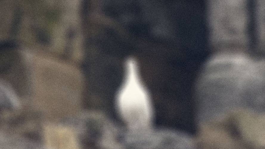 Unklare Aufnahme eines weißen Vogels vor einem felsigen, unscharfen Hintergrund.