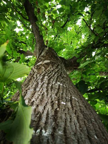 The Trees in Us [Die Bäume in uns]