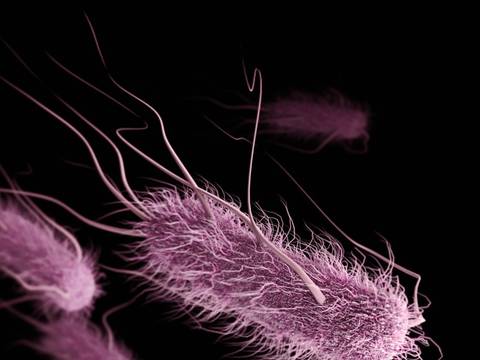 Image of E. coli bacteria, based on SEM imagery by Alissa Eckert, CDC. From We the Bacteria: Notes toward Biotic Architecture, by Beatriz Colomina and Mark Wigley, Lars Müller Publishers, 2025. – Das Bild zeigt eine Darstellung von E. coli-Bakterien, basierend auf Rasterelektronenmikroskopaufnahmen von Alissa Eckert, CDC. Die Bakterien erscheinen in rosa Farbe auf schwarzem Hintergrund. Sie zeigen sich als amorphe, längliche Körper mit einer „behaarten“ Oberfläche, von der lange, tentakelartige Strukturen abgehen.