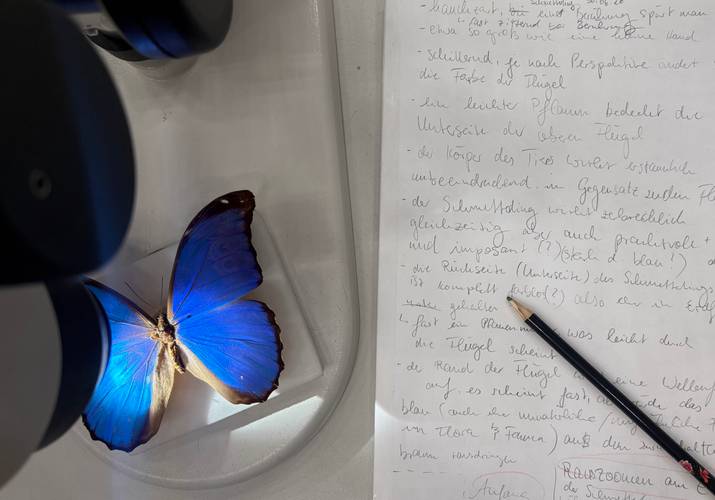 Leuchtend blauer Schmetterling unter dem Mikroskop neben handschriftlichen Notizen. – Leuchtend blauer Schmetterling unter dem Mikroskop neben handschriftlichen Notizen.