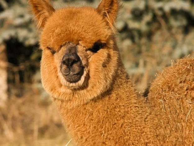 Kuschelige Herzklopfmomente Mit Alpakas Im Spreewald Alpaca Island Berlin De