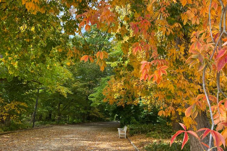 Gesund im Garten – Herbstlandschaft mit buntem Laub, leerer Holzbank rechts auf einem Weg an einem bewaldeten Park. Foto.