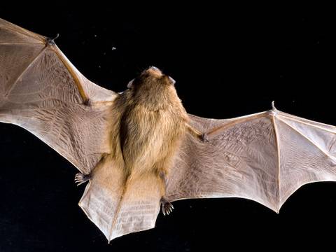 fliegende Fledermaus – fliegende Fledermaus von oben zu erkennen