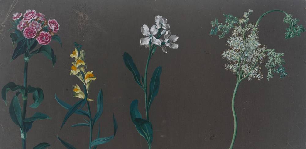 Johann Christian August Birnbaum, Blumenstudien, Detail, 8. Juli 1781 und 18. August bis 1. September 1782, Gouache auf graugrundiertem Papier
