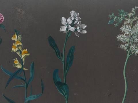 Johann Christian August Birnbaum, Blumenstudien, Detail, 8. Juli 1781 und 18. August bis 1. September 1782, Gouache auf graugrundiertem Papier