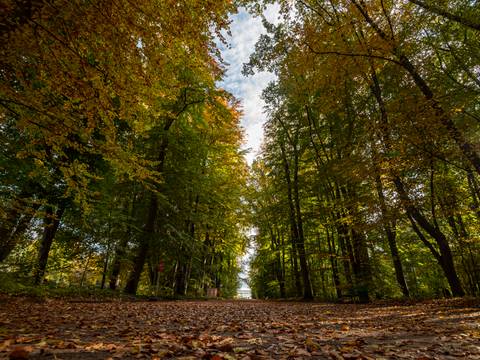 Gesund im Garten – Waldweg mit herbstlichen Bäumen, gelbes und grünes Laub. Blauer Himmel mit Wolken sichtbar, Laub bedeckt den Boden. Keine Personen erkennbar.