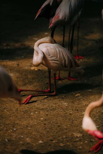 Kneeling Flamingo, 2026 – Fotografie eines knienden Flamingos