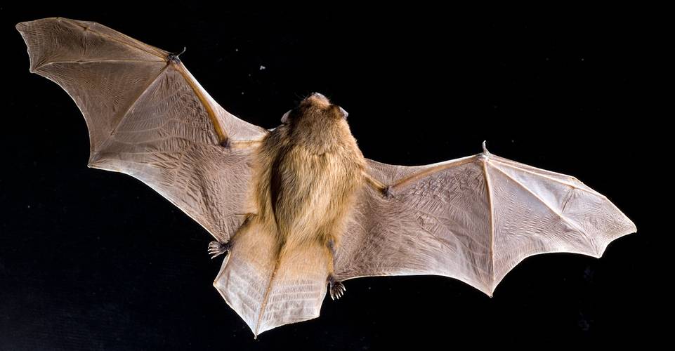 fliegende Fledermaus – fliegende Fledermaus von oben zu erkennen