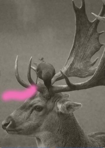 Deer-Bird Duo I, 2026