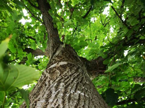 The Trees in Us [Die Bäume in uns]