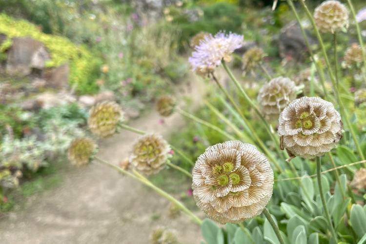 Gesund im Garten – Nahaufnahme von blühenden Skabiosenblüten im Vordergrund, verschwommener Gartenweg und Pflanzen im Hintergrund. Fotografiertechnik: Makrofotografie.