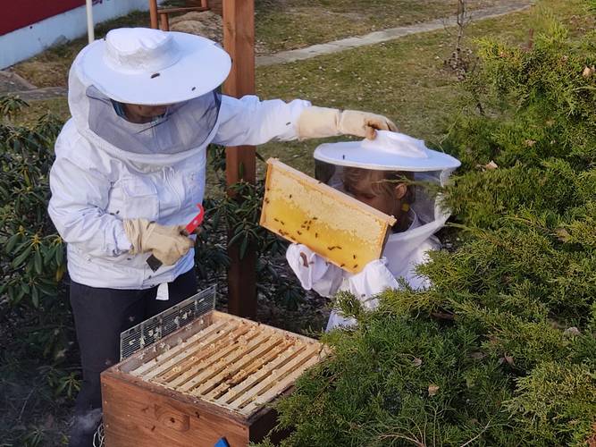 Ferienangebot Bienen-Workshop Foto © Undine Bragenitz – Bienen-Workshop Ferienangebot