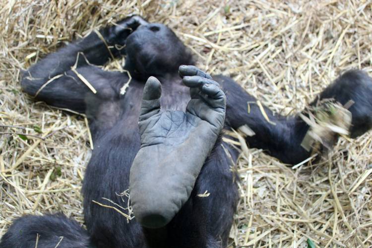 Westlicher Flachlandgorilla (weiblich) im Zoo Zürich 2024