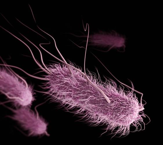 Image of E. coli bacteria, based on SEM imagery by Alissa Eckert, CDC. From We the Bacteria: Notes toward Biotic Architecture, by Beatriz Colomina and Mark Wigley, Lars Müller Publishers, 2025. – Das Bild zeigt eine Darstellung von E. coli-Bakterien, basierend auf Rasterelektronenmikroskopaufnahmen von Alissa Eckert, CDC. Die Bakterien erscheinen in rosa Farbe auf schwarzem Hintergrund. Sie zeigen sich als amorphe, längliche Körper mit einer „behaarten“ Oberfläche, von der lange, tentakelartige Strukturen abgehen.