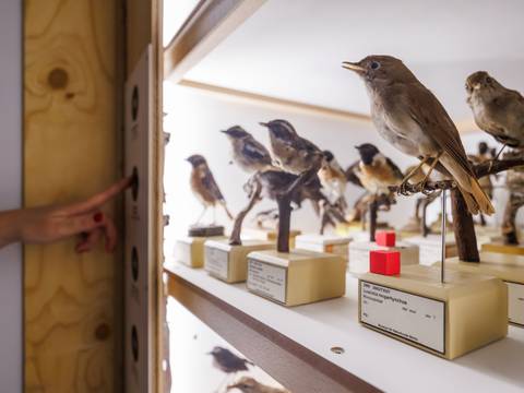 Detail der ZUGvögel Ausstellung – Detail der ZUGvögel Ausstellung