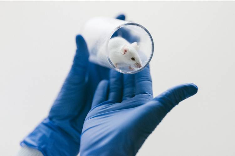 Hand in blauem Handschuh hält durchsichtigen Behälter mit weißer Maus.