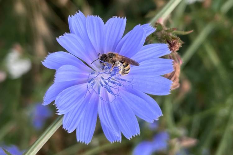 Blüte & Biene