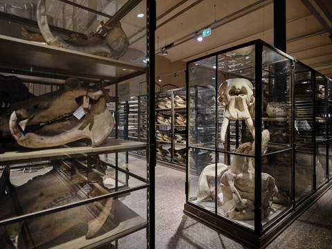 EInblick in die Schädelsammlung – Skelettfragmente von Tieren in Glasvitrinen und auf Regalen in einem Fossilienmuseum. Breiter Schädel und Kiefer im Vordergrund.