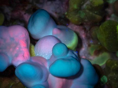 Ganoderma Multipileum unter UV-Licht